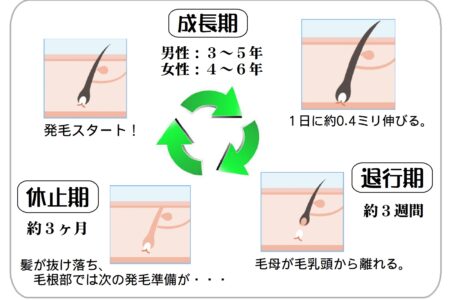 育毛は根気強く☆